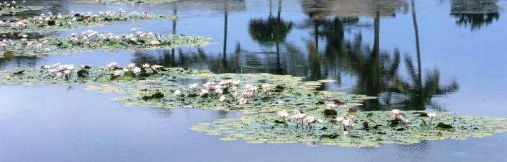 Lebensberater Diplom