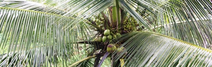 Lebensberater Diplom