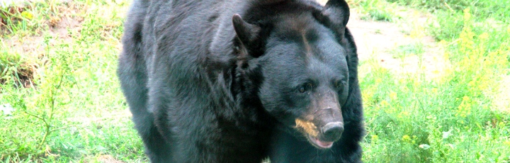 Lebensberater Diplom