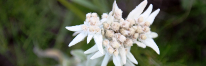 Lebensberater Diplom