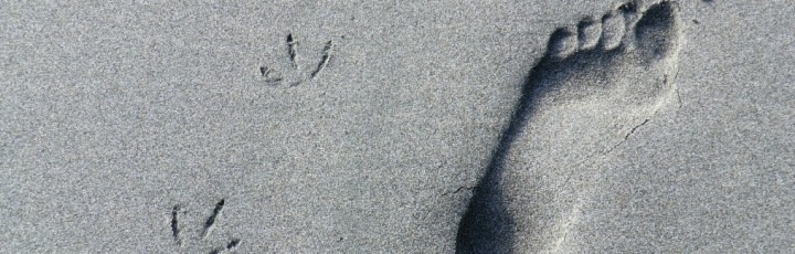 Lebensberater Diplom